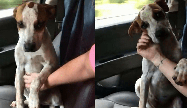 Facebook: Perro abandonado cautiva a usuarios con un tierno gesto