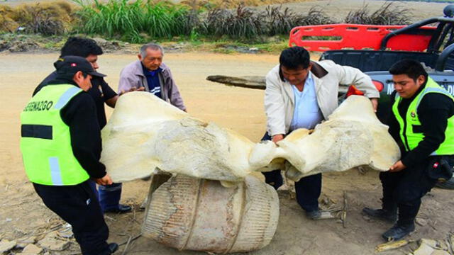 La Libertad: hallan restos óseos de una presunta ballena prehistórica
