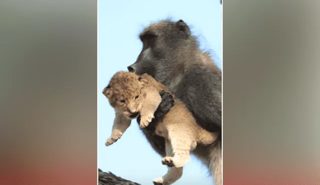 Desliza hacia la izquierda para ver la épica escena de un babuino cargando a un león. Viral en YouTube.
