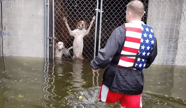 EE.UU.: el conmovedor rescate de perros encerrados durante huracán Florence