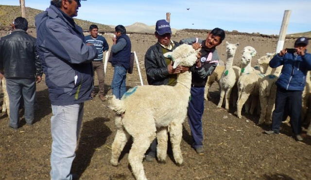 Arequipa: Productores piden apoyo al Gobierno por caída del precio de fibra de alpaca 