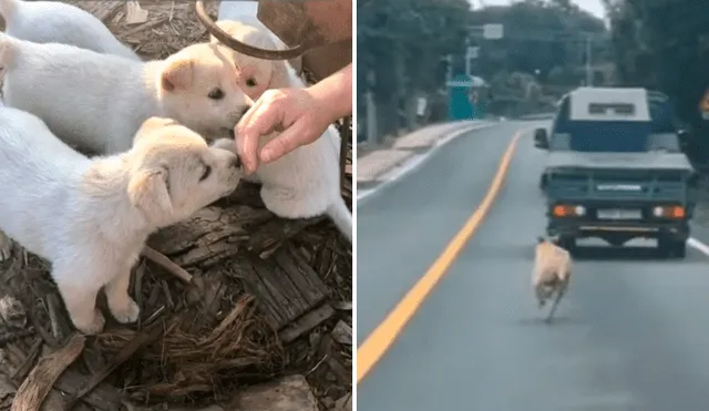 Vía YouTube. Una perrita vio que estaban llevando a sus cachorros a un refugio y los siguió para no separarse de ellos.