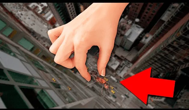 YouTube viral: ¿Qué pasa si se lanza una hormiga desde un edificio? Youtuber sorprende al mostralo [VIDEO]