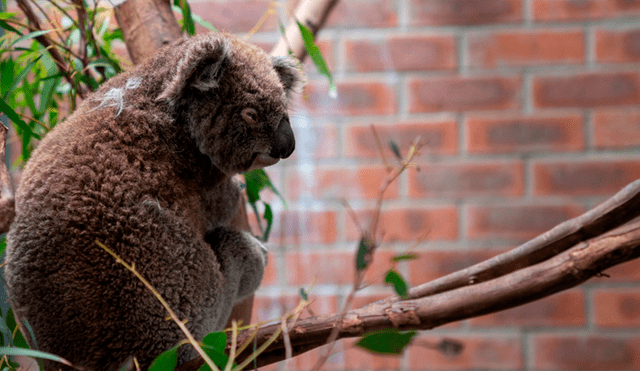 ‘Muerte y destrucción’: Taladores de árboles matan a más de 80 koalas en un bosque de eucalipto [FOTOS]