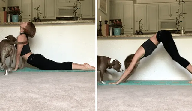 Bailarina profesional protagonizó un divertido ‘blooper’ cuando intentaba grabar su rutina de yoga y fue sorprendida por su mascota