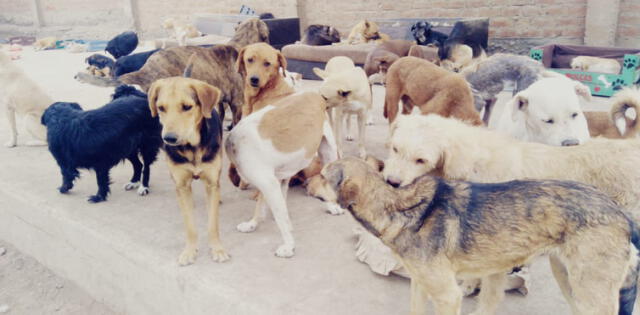 La dueña del lugar esta muy preocupada ya que no le alcanza el dinero para mantener a los mas de 100 animales. Foto: Cortesía