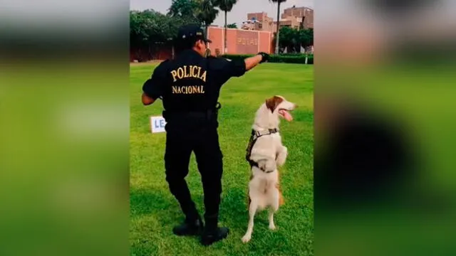 Desliza las imágenes para ver la divertida coreografía que hizo un perro policía con un oficial peruano. Foto: @policiaperu