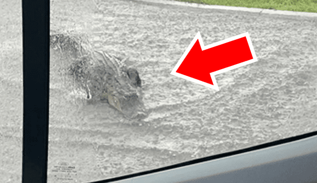 Un enorme cocodrilo generó el tráfico al cruzar una concurrida carretera en medio de la tormenta, en Estados Unidos.