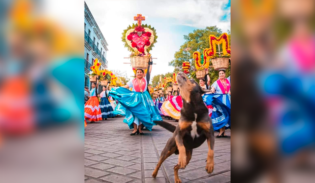 Mazapán, el perro que baila sin temor a los fuegos artificiales en México [VIDEO]