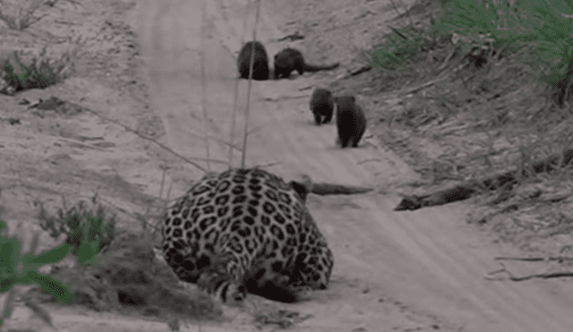YouTube viral: un leopardo le tendió trampa a marmota bebé y tuvo inesperado final [VIDEO] 