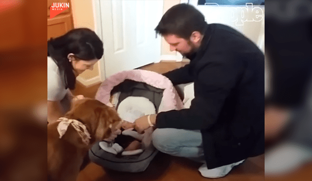 En Facebook, un perro se mostró emocionado al percatarse de la presencia de un bebé recién nacido.