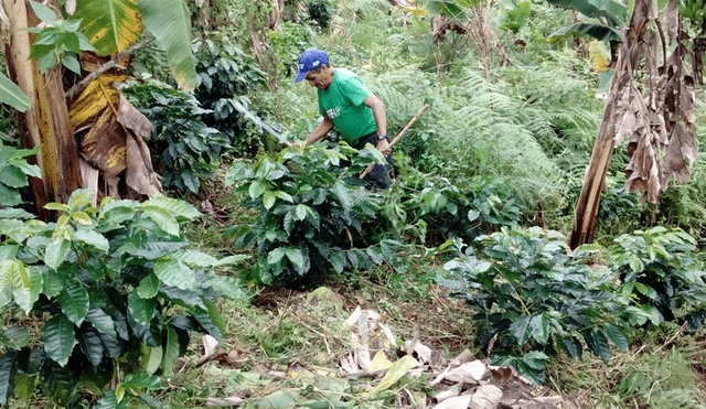 Vraem: 730 hectáreas de coca fueron reconvertidas al cultivo del café 