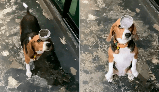 Desliza las imágenes para ver la impecable demostración que hizo un perro al ser puesto a prueba por su dueño. Fotocaptura: Press Viral/YT