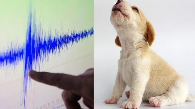 Hay que perros que parecen alterarse ante un sismo, pero otros mantienen la calma. Foto: composición