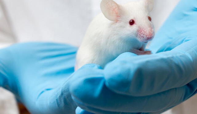 La APA comunicó que dejarán de utilizar animales para estudios científicos en el 2035. Foto: Difusión