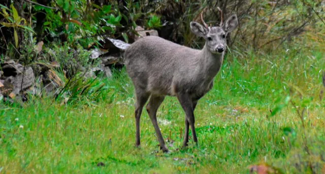 Venado andino. Foto: Sernanp-Lucio Menkori.