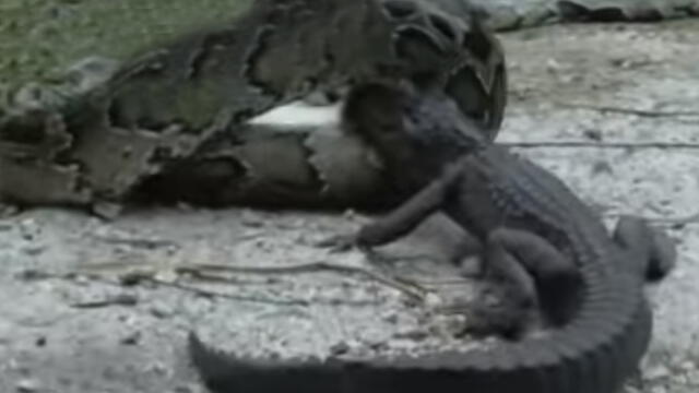 Facebook viral: Serpiente pitón caza a enorme cocodrilo con ingeniosa técnica [VIDEO]