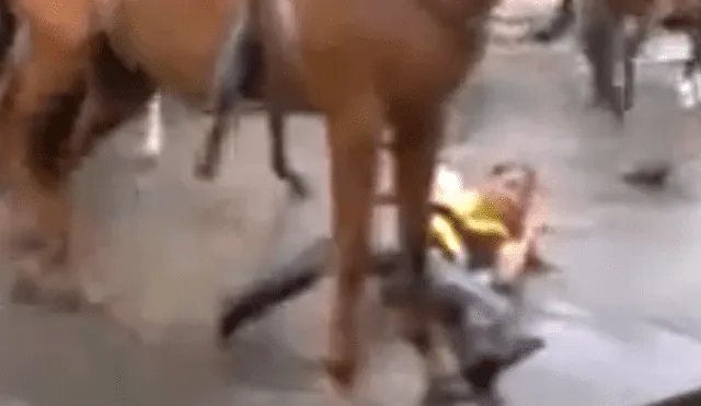 Facebook Viral: Reina de belleza en Colombia pasó terrible momento por culpa de caballo enamorado [VIDEO] 