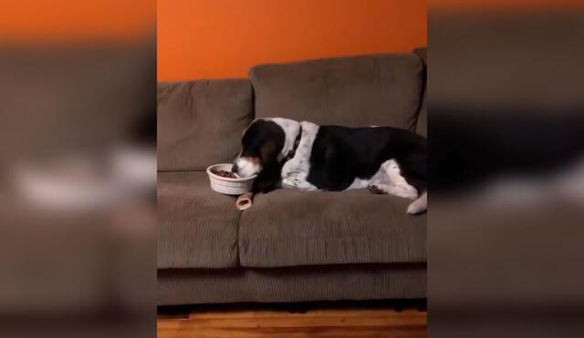 Desliza las imágenes para apreciar la travesura de un perro al aprovechar la ausencia de su dueña. Foto: Captura de Facebook