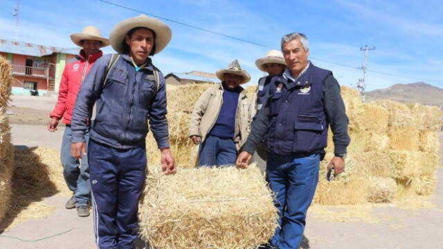 Cusco: atienden a más de 3 mil cabezas de ganado por heladas ante emergencia