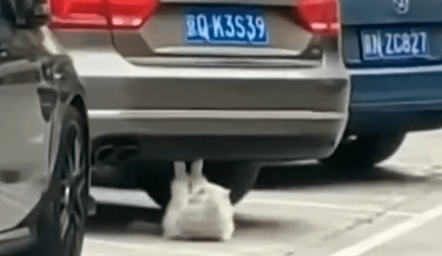 Facebook: Tierno gato 'gordito' usa un carro para hacer abdominales [VIDEO]