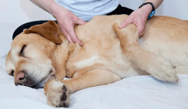 ¿Cómo darle un buen masaje relajante a tu perro?