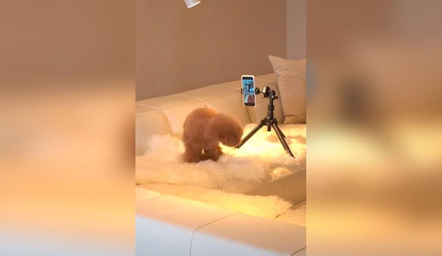 Desliza las imágenes para conocer la tierna escena que protagonizó un perro al quedarse solo en casa. Foto: captura de TikTok