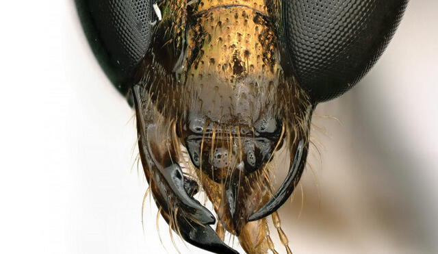 En una isla de Panamá hallaron una abeja extremadamente inusual. Foto: Instituto Smithsoniano de Investigaciones Tropicales
