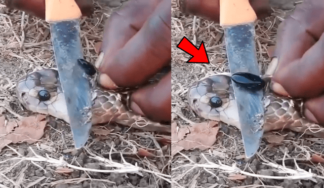 YouTube viral: joven le extrae ‘piedra’ a cobra real para crear antídoto contra letal veneno