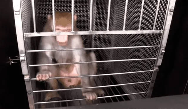 Revelan video de experimentos con monos para la fabricación de medicamentos [VIDEO] 