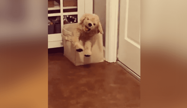 Un perro se llevó un enorme susto al ver un peluche idéntico a él. Foto: Instagram