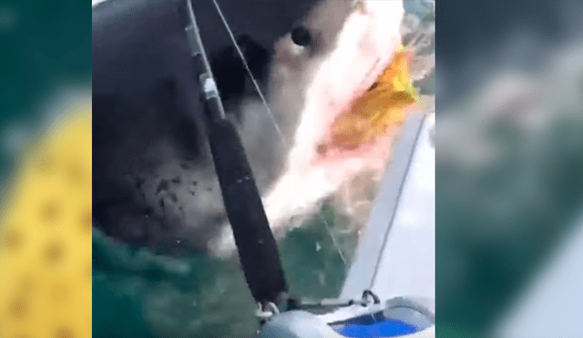 YouTube viral: enorme tiburón ataca bote de pescadores y les roba su botín [VIDEO]