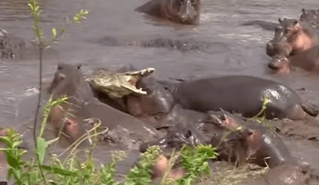 YouTube viral: 30 hipopótamos atacan a cocodrilo que minutos antes los quiso devorar [VIDEO]