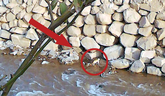 Urgente: mascota atrapada entre las piedras del río Rímac