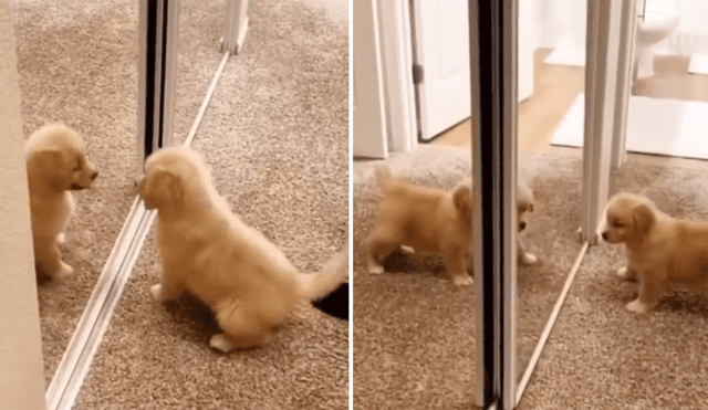 A través de Facebook se hizo viral el momento en que un perro tiene una curiosa reacción al ver su reflejo por primera vez.