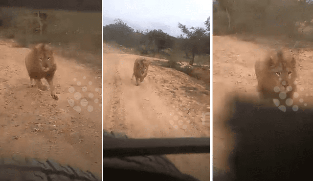 El video viral de Facebook muestra la temible reacción de un enfurecido león que atacó a un grupo de turistas.