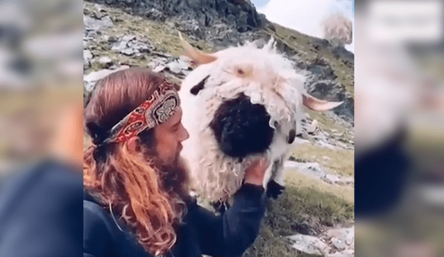 En YouTube, un joven daba un paseo por los campos de Suiza y encontró un enorme animal peludo.