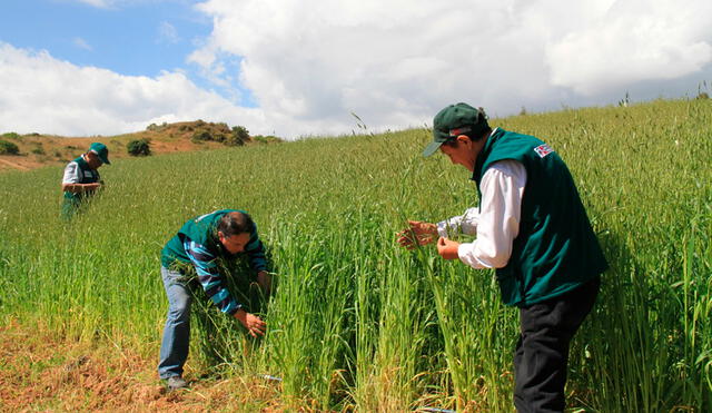 Proyecto de Agro Rural se desarrolla anualmente. Foto: Minagri.