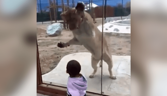 Facebook viral: niño llega a recinto de animales y feroz león se lanza para devorarlo [VIDEO]