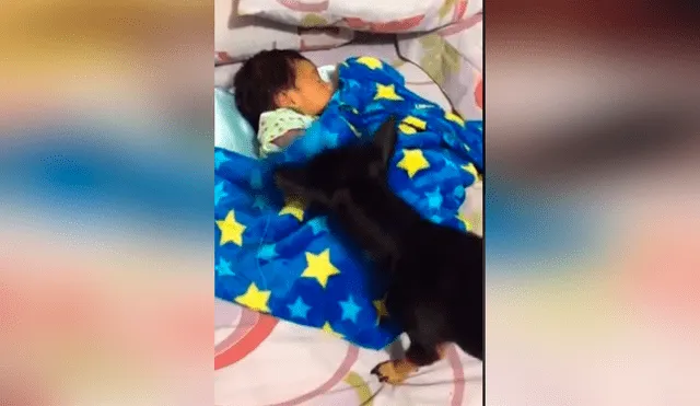 Facebook viral: perro protege a bebé del frío y lo abriga con una frazada [VIDEO]