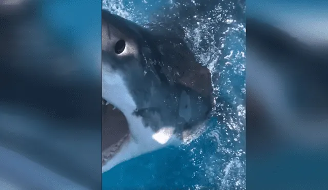 YouTube viral: enorme tiburón blanco emerge del mar y pareja queda aterrada al verlo [VIDEO]