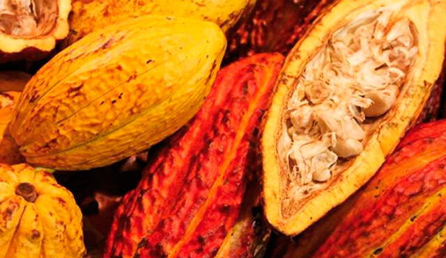Ministerio de Agricultura y Riego realizó el primer censo de stock de cacao