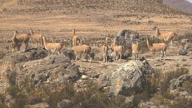 En Puno comenzarán a tomar acciones para preservar la vida del guanaco