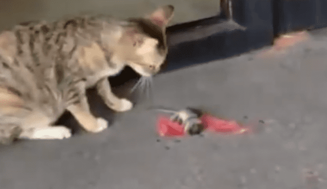 Facebook Viral: Gato queda asombrado al ver extraña fuga de ratón [VIDEO]