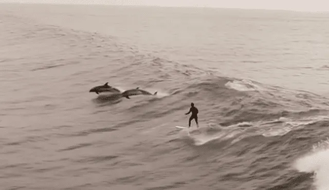 Facebook: surfista vivió un mágico momento con varios delfines que saltaban a su lado [VIDEO]