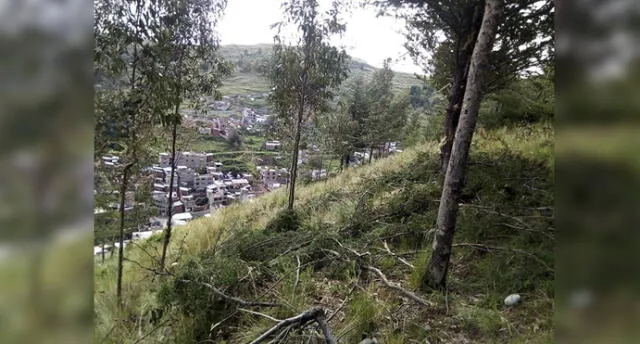 Talan árboles de eucalipto de cerro Azoguini en Puno para cortamonte
