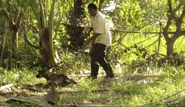 YouTube viral: graban a anaconda a punto de comerse un perro, pero dos 'ángeles' lo rescatan [VIDEO]