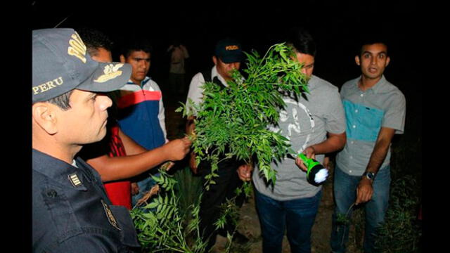 Tumbes: Encuentran plantaciones de marihuana en balneario de Zorritos  