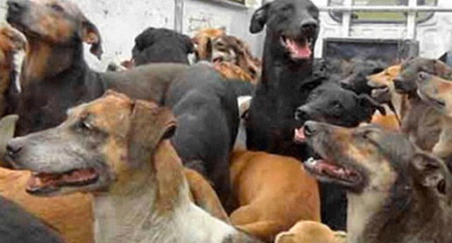 Arequipa registró 189 casos de rabia en perros desde el 2015 