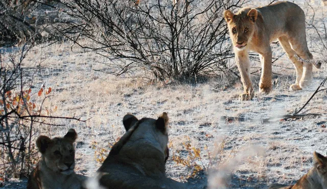 Guía de safari se pierde y termina en medio de una manada de hambrientos leones [VIDEO]